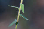 Roughleaf blazing star <BR>Tall blazing star